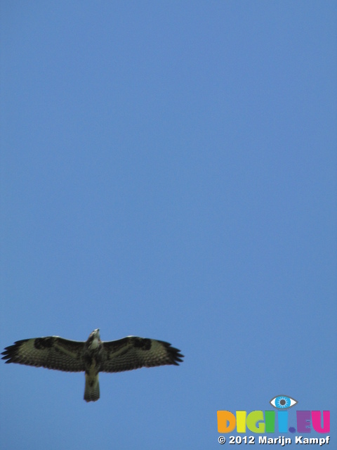 SX24006 Buzzard in Biesbosch